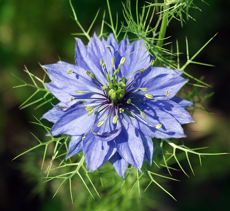 Изображение особи Nigella damascena.