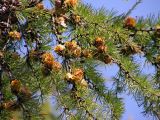 Larix cajanderi. Ветвь с шишками (зеленошишечная форма). Хабаровский край, Ванинский р-н, долина р. Тумнин. 02.09.2009.