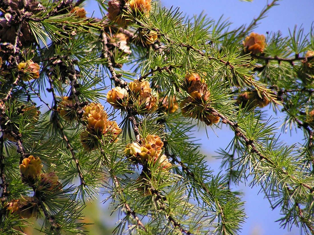 Изображение особи Larix cajanderi.