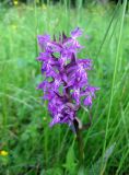 Dactylorhiza majalis. Соцветие. Украина, Ивано-Франковская обл., Надворнянский р-н, Природный заповедник \"Горганы\", Горганское лесничество, луг. 16 июня 2011 г.