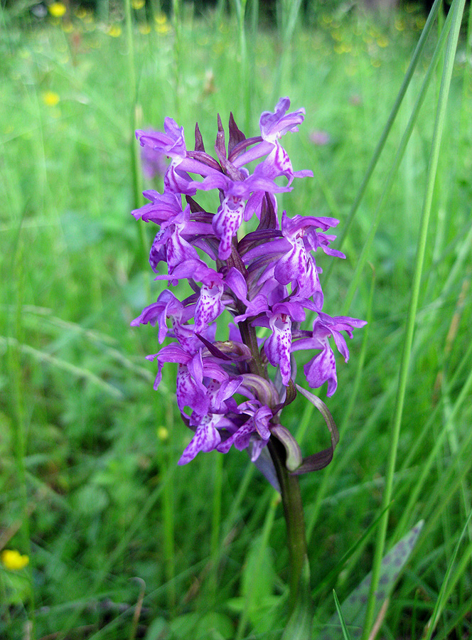 Изображение особи Dactylorhiza majalis.