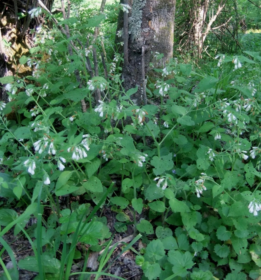 Изображение особи Symphytum tauricum.