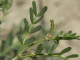 Zygophyllum pinnatum. Верхушка побега с бутонами. Башкирия, Ишимбайский р-н, окр. села Ишеево, известняковый склон. 08.05.2012.