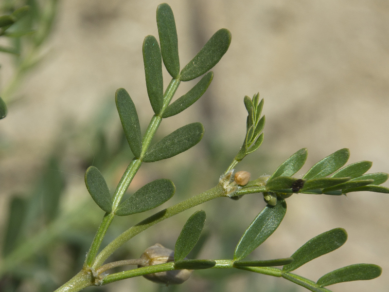 Image of Zygophyllum pinnatum specimen.