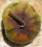 Ficus auriculata. Нижняя часть сикония с плодоножкой. Израиль, Шарон, г. Герцлия, в культуре. 09.05.2012.