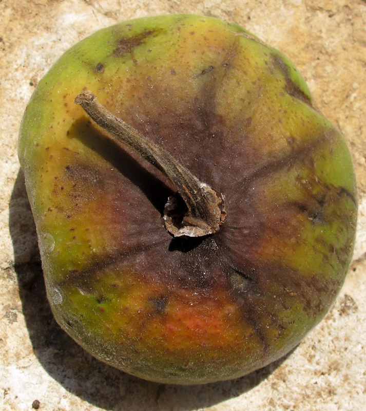 Image of Ficus auriculata specimen.