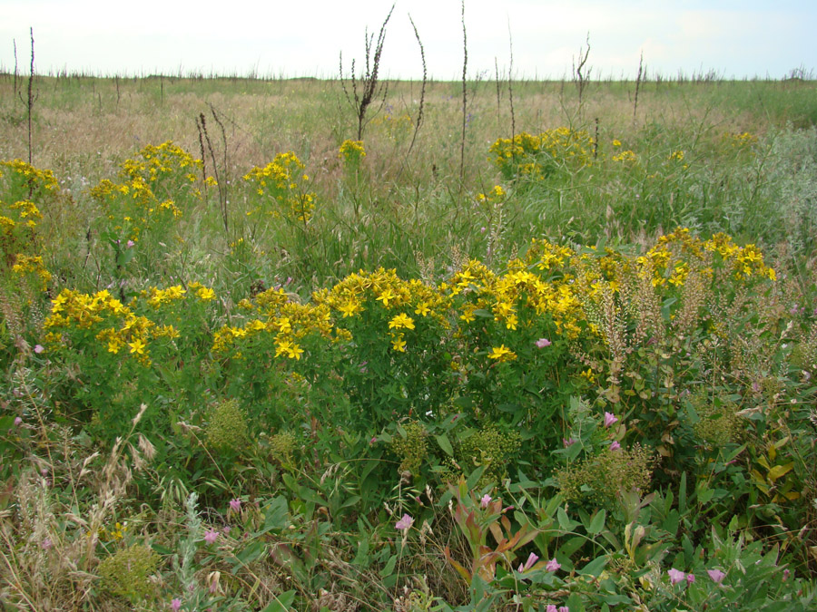 Image of Hypericum perforatum specimen.