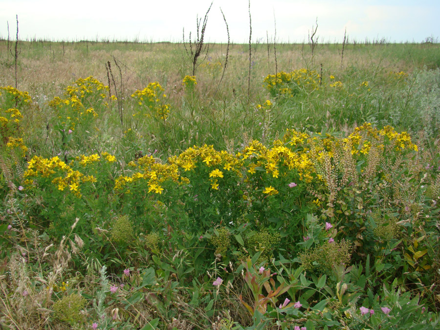 Изображение особи Hypericum perforatum.