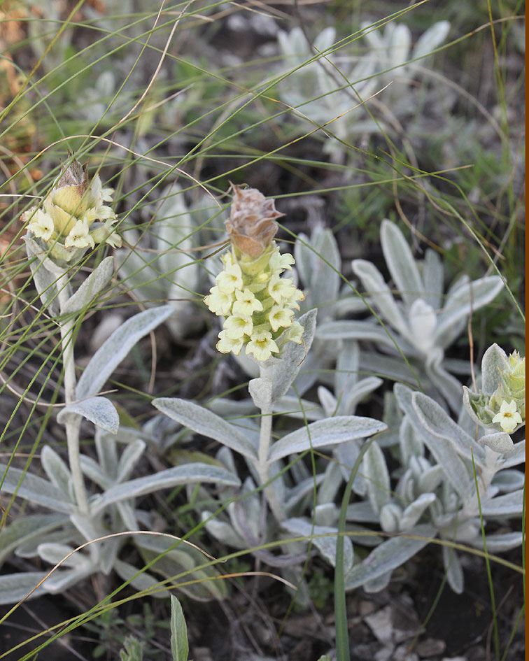 Image of Sideritis euxina specimen.