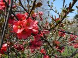 Chaenomeles speciosa