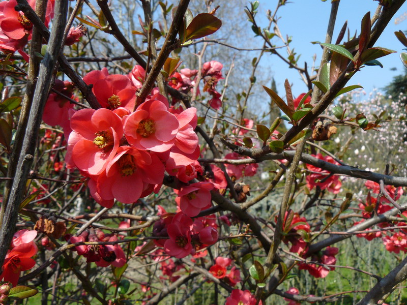 Image of Chaenomeles speciosa specimen.