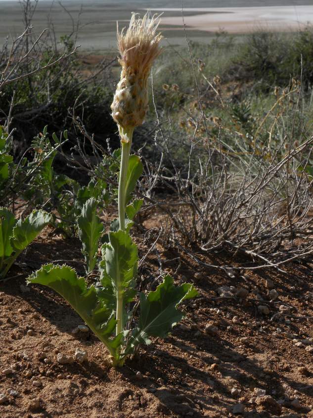 Изображение особи Stemmacantha nitida.