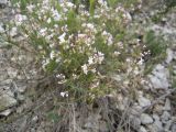 Asperula biebersteinii. Цветки. Ставропольский край, окр. г. Кисловодск, Джинальский хребет. 01.07.2012.