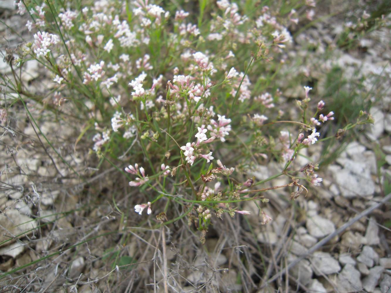 Изображение особи Asperula biebersteinii.