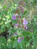 Teucrium chamaedrys