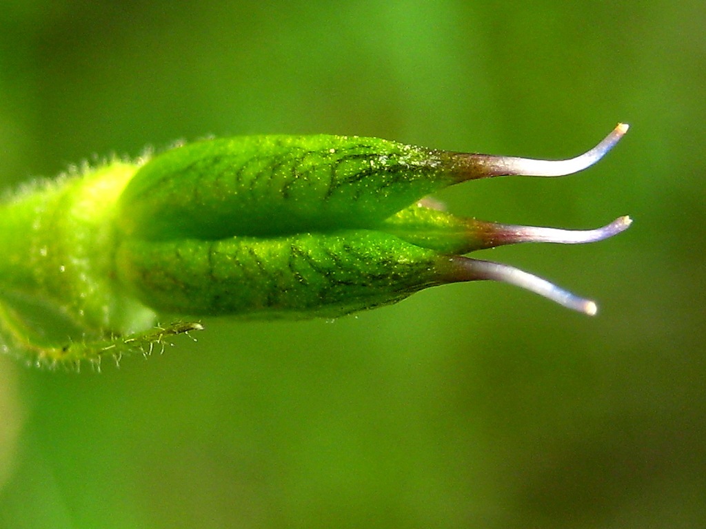 Image of Delphinium elatum specimen.