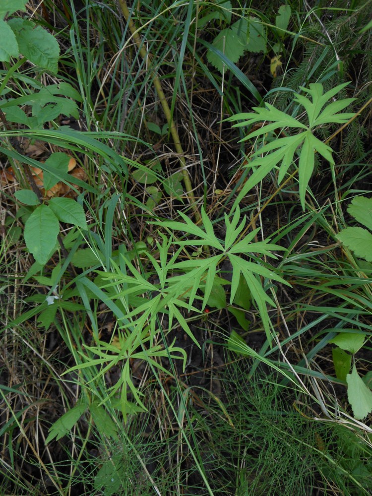 Image of Aconitum volubile specimen.