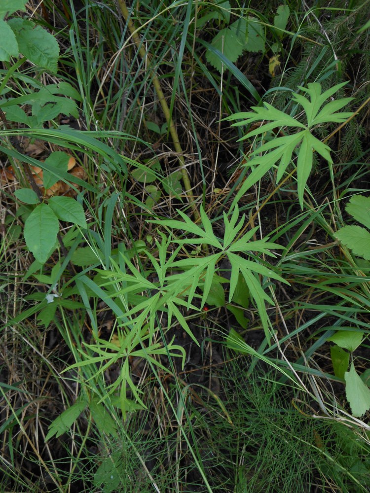 Изображение особи Aconitum volubile.