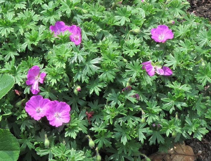 Image of Geranium sanguineum specimen.