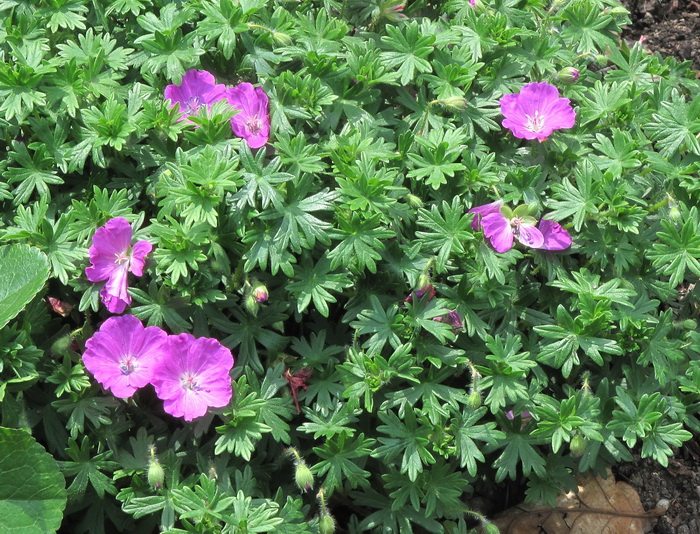 Image of Geranium sanguineum specimen.