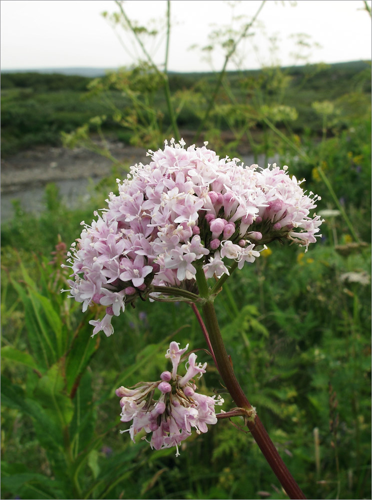 Image of Valeriana sambucifolia specimen.