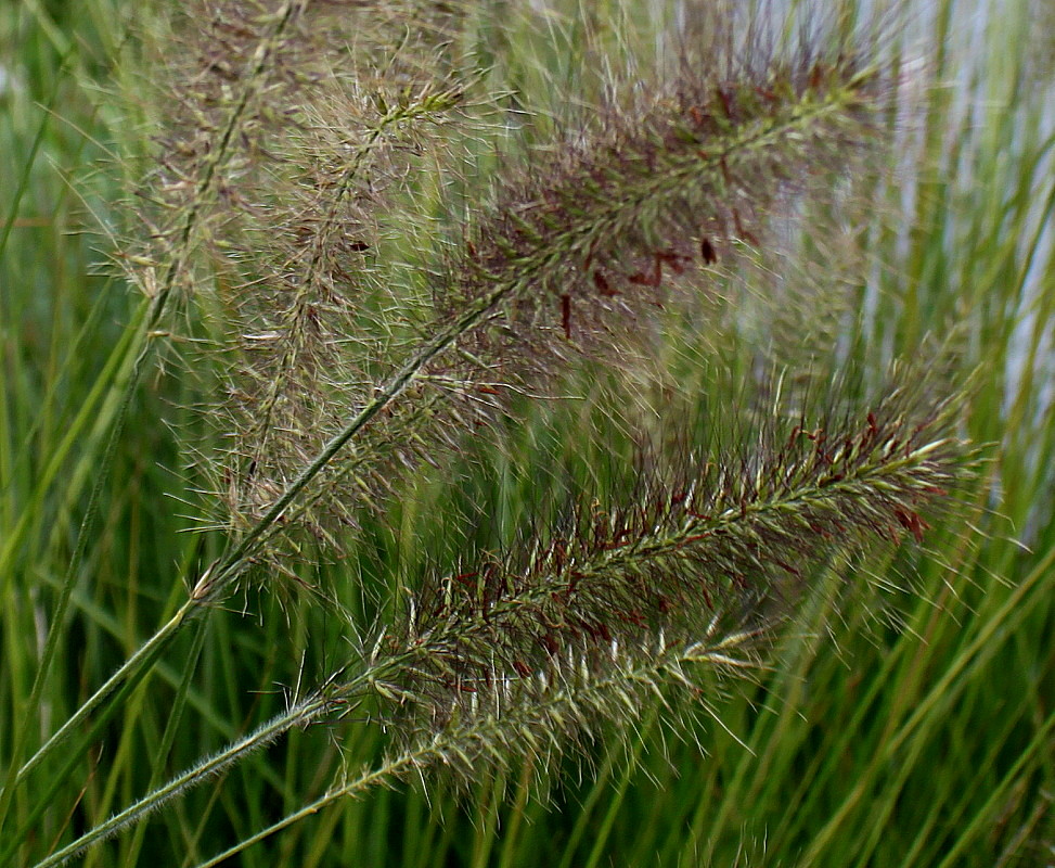 Image of Pennisetum alopecuroides specimen.