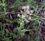 Conyza canadensis