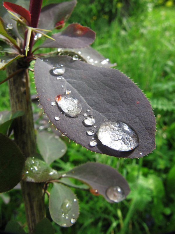 Изображение особи Berberis vulgaris.