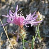 Centaurea × comperiana. Цветущее и нераскрывшееся соцветия. Крым, окр. Балаклавы, каменистые обнажения. 30.09.2012.