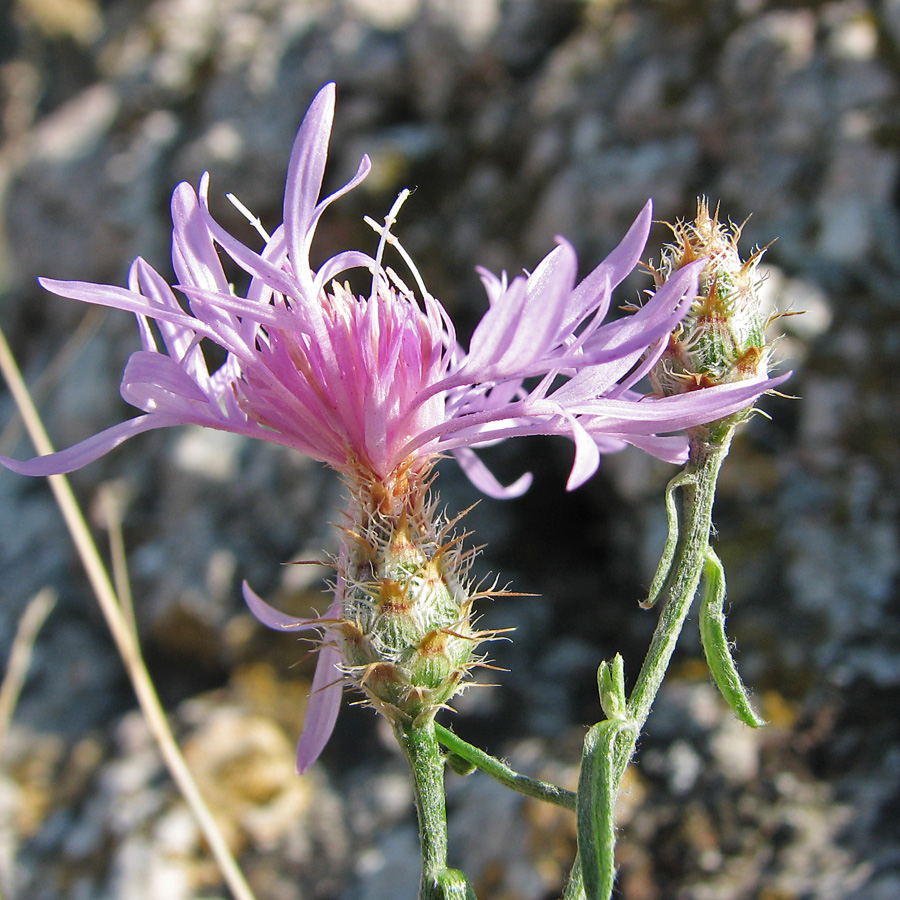 Изображение особи Centaurea &times; comperiana.