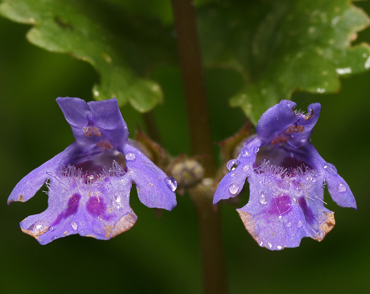 Изображение особи Glechoma hederacea.