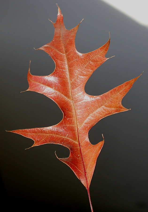 Изображение особи Quercus palustris.