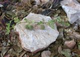 Medicago subspecies ciliaris