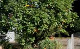Quercus pontica