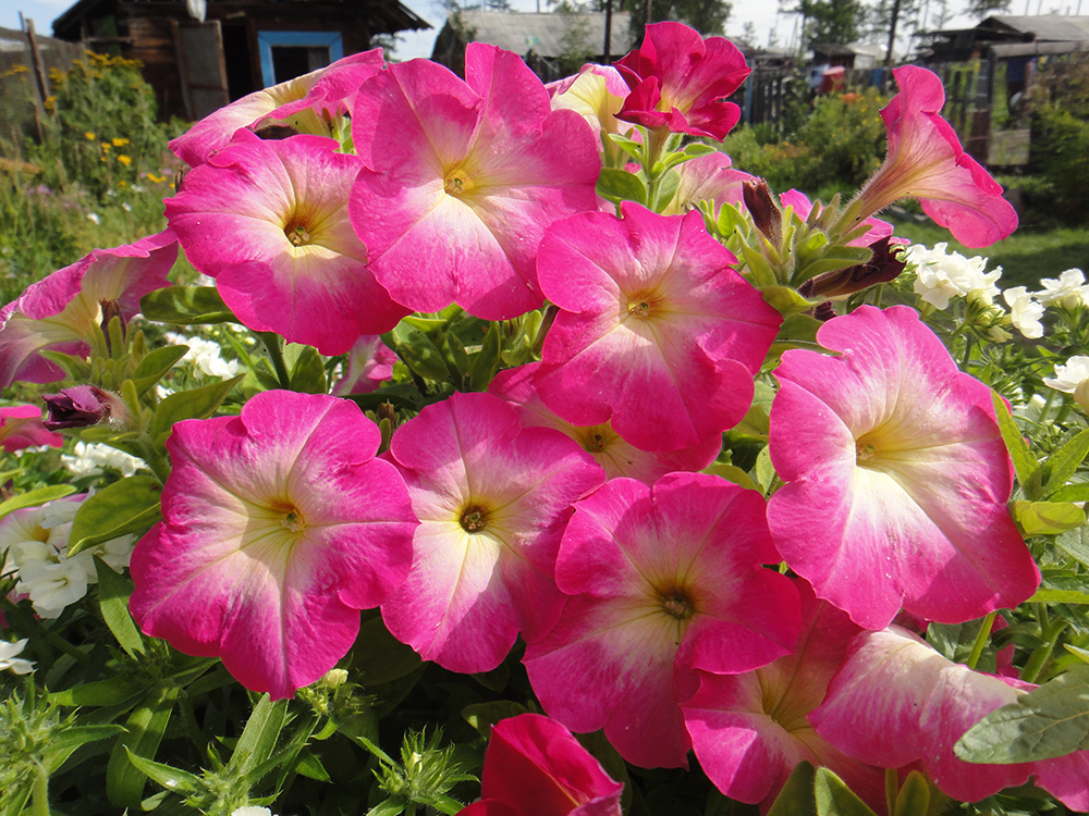 Image of Petunia × atkinsiana specimen.