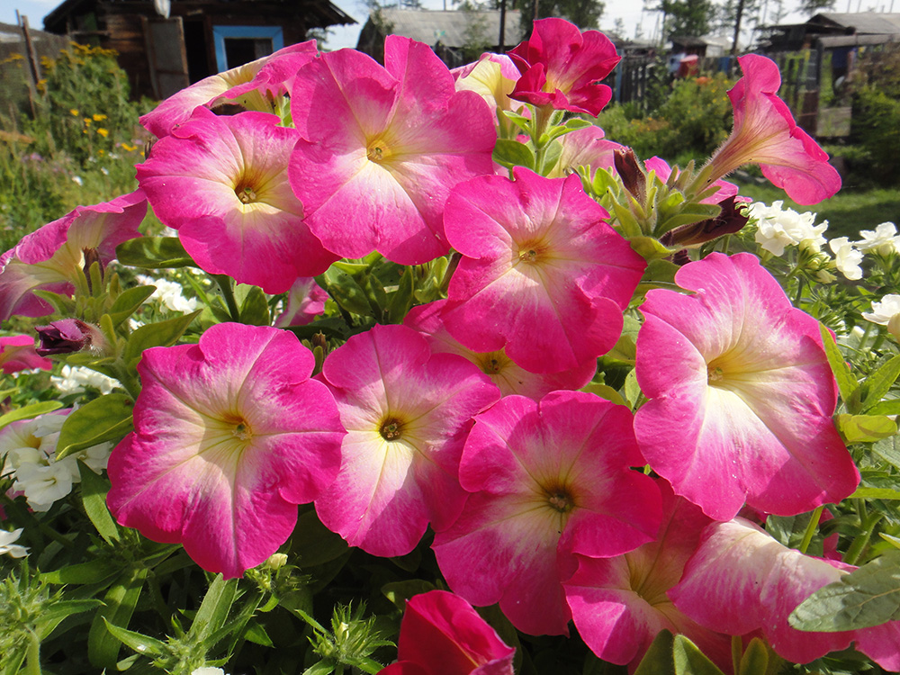 Изображение особи Petunia &times; hybrida.