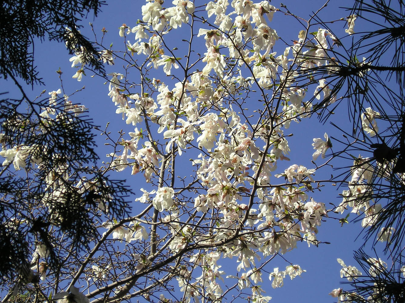 Image of genus Magnolia specimen.