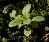 Myosotis arvensis. Молодой побег (самосев). Германия, г. Кемпен, на открытом балконе. 18.02.2013.