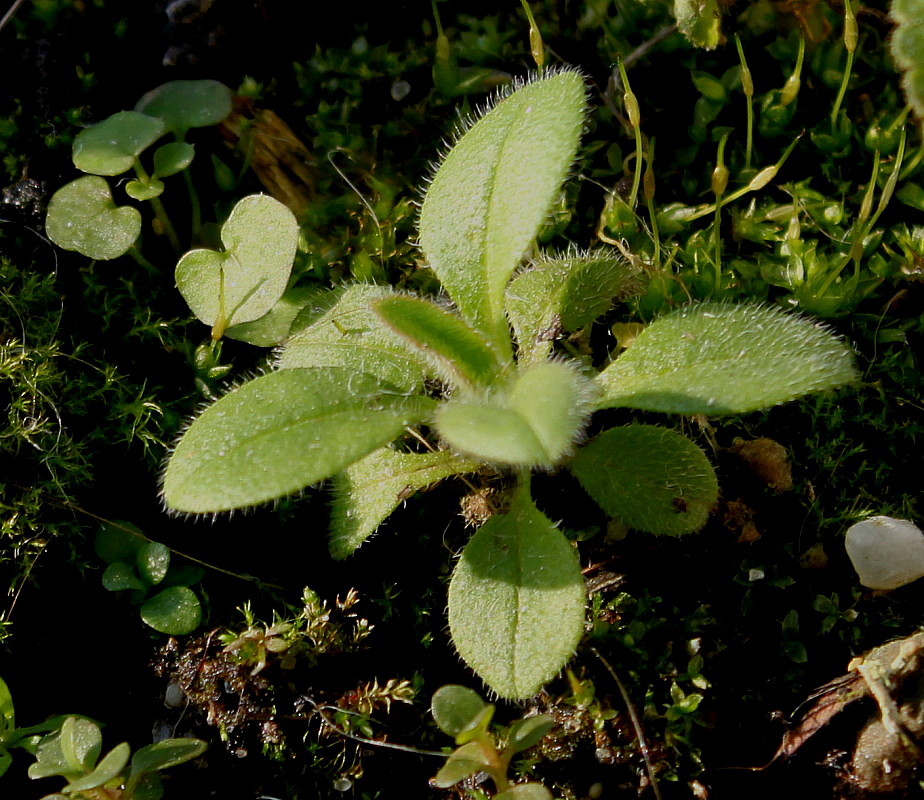 Изображение особи Myosotis arvensis.