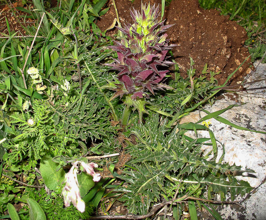 Изображение особи Acanthus syriacus.