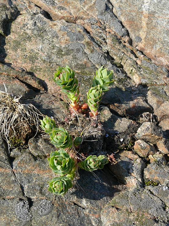 Image of Rhodiola rosea specimen.