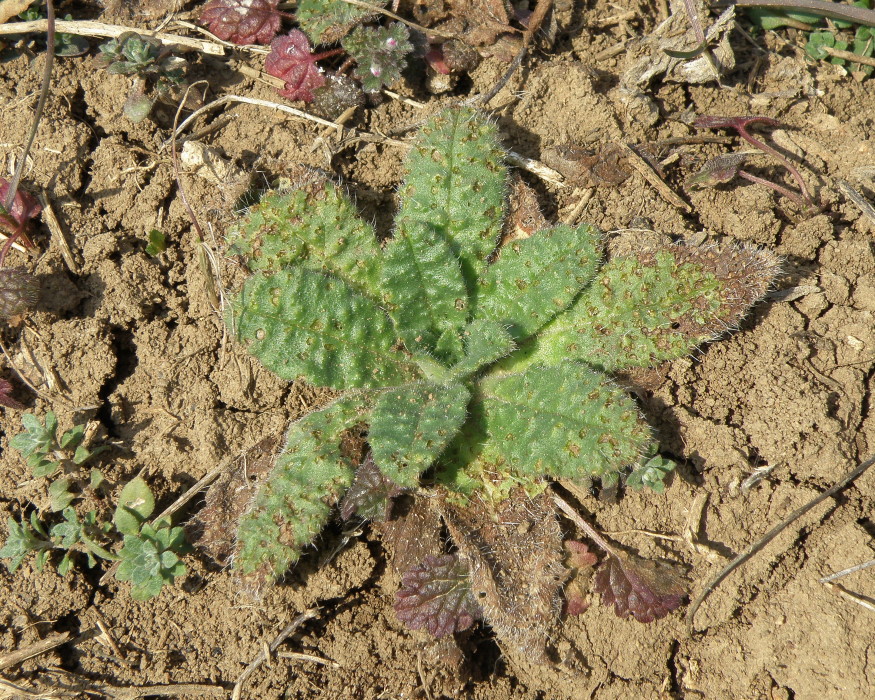 Изображение особи Anchusa azurea.