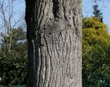 Tilia tomentosa. Средняя часть ствола взрослого дерева. Германия, г. Кемпен, в школьном дворе. 27.03.2013.