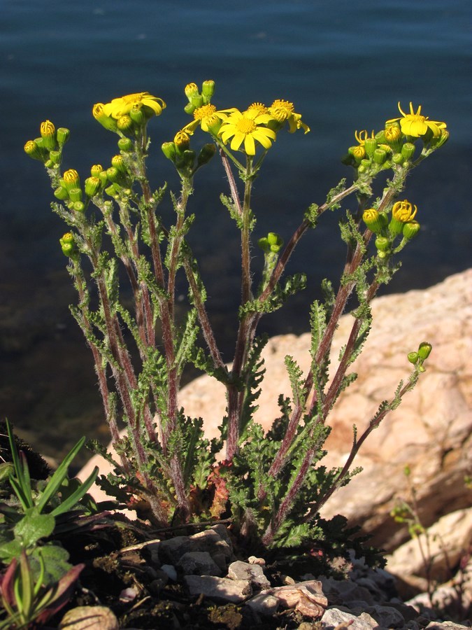 Изображение особи Senecio vernalis.