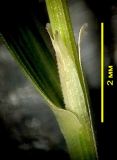 Calamagrostis tenuis