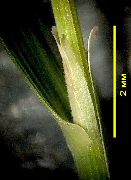 Image of Calamagrostis tenuis specimen.