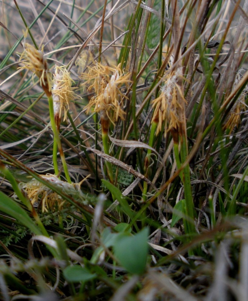 Изображение особи Carex humilis.