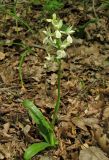 Orchis provincialis. Цветущее растение. Крым, окр. Ялты, пос. Голубой Залив, дубово-грабинниковый лес. 30 апреля 2013 г.