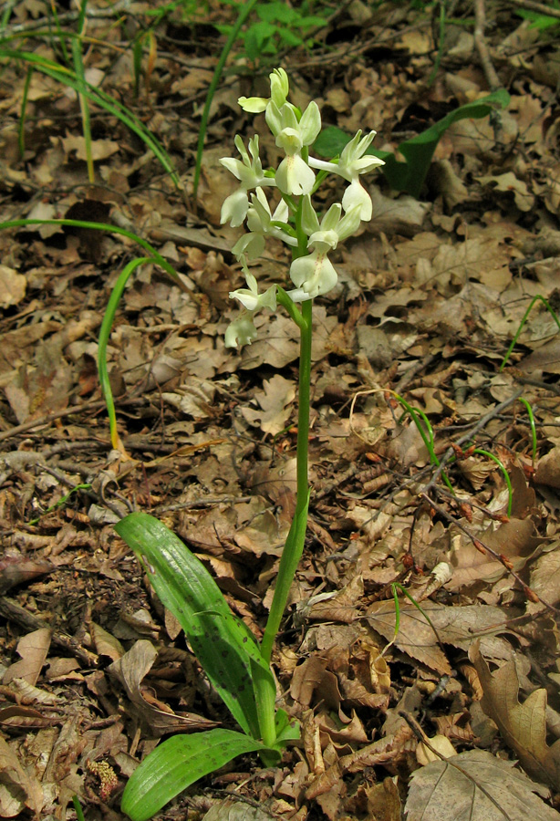 Image of Orchis provincialis specimen.