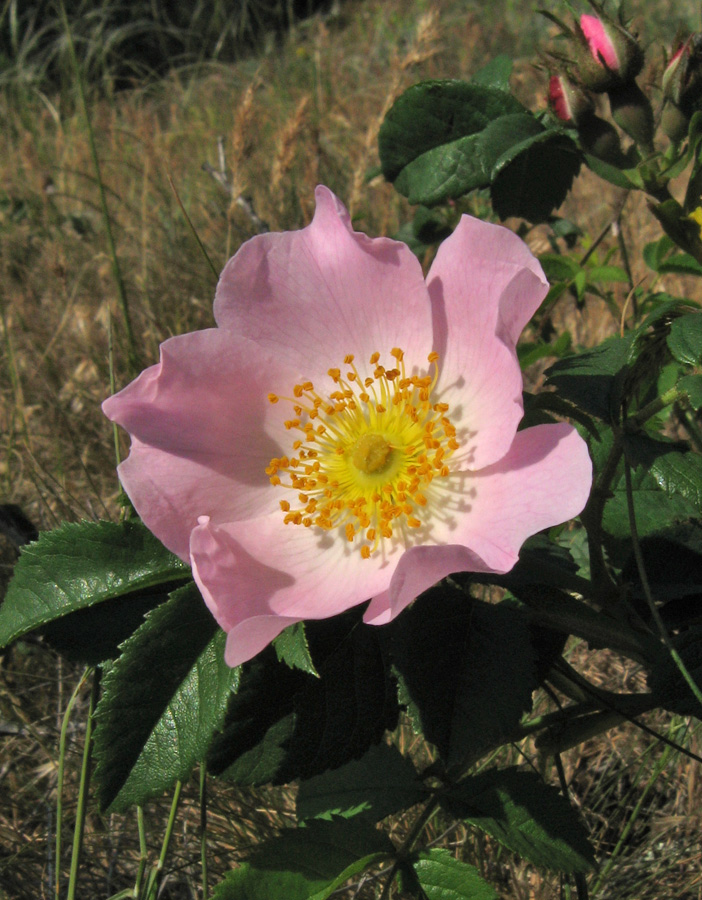 Image of Rosa marginata specimen.